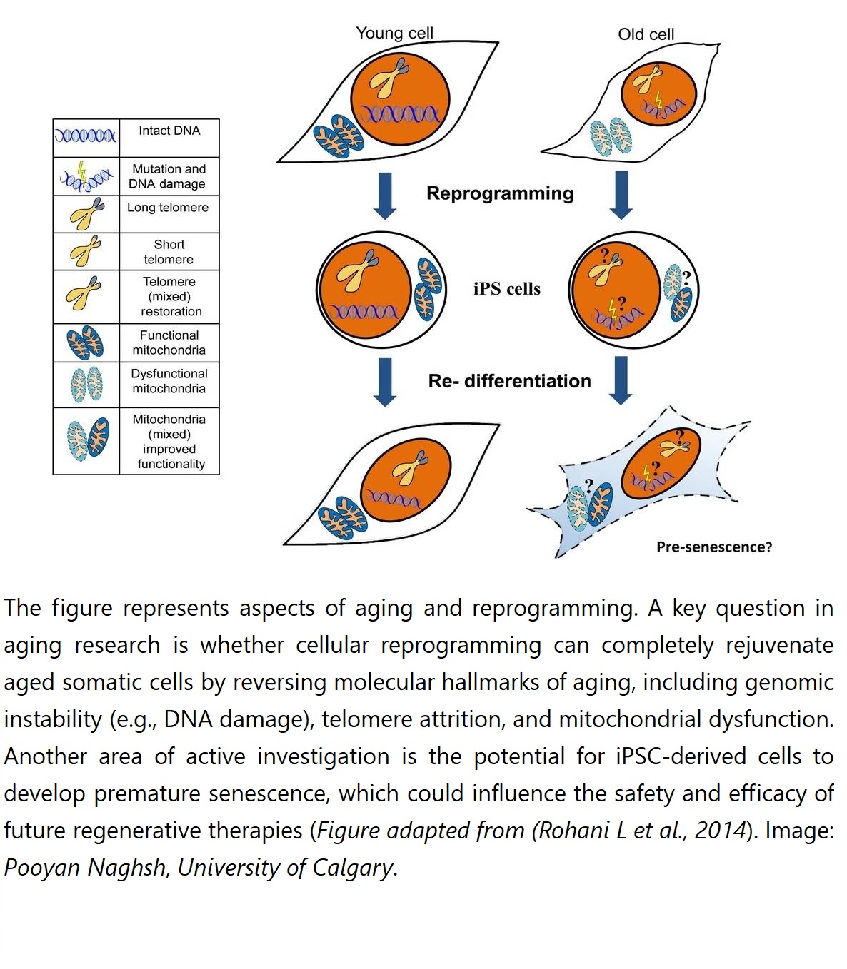 Cellular Reprogramming